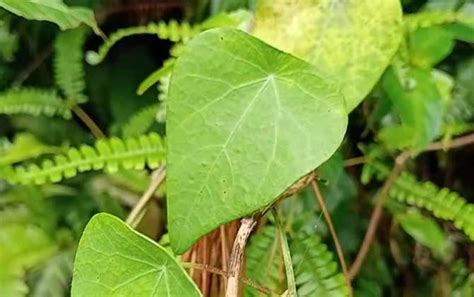 藤蔓植物種類|藤本植物